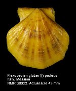 Flexopecten glaber proteus (2)